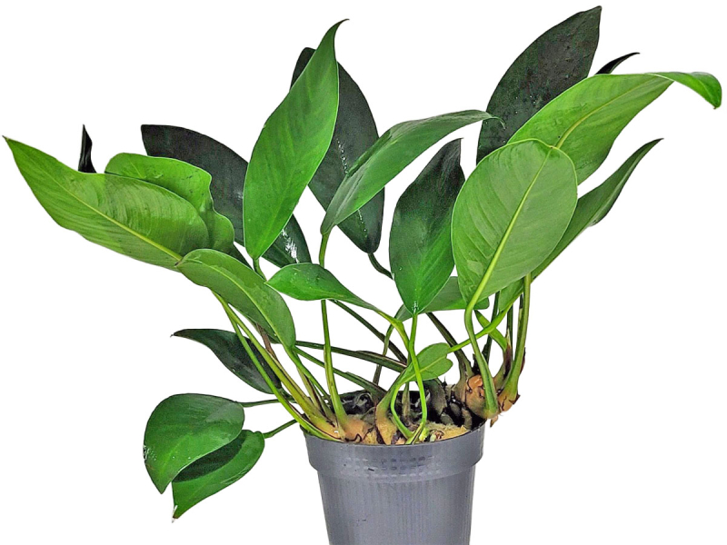 Anubias congensis round - Kongo-Speerblatt